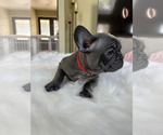 Small Photo #8 French Bulldog Puppy For Sale in CHINO HILLS, CA, USA