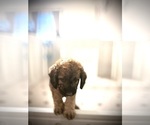 Small #11 Goldendoodle (Miniature)