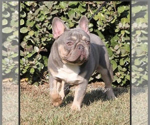 Father of the French Bulldog puppies born on 12/25/2020