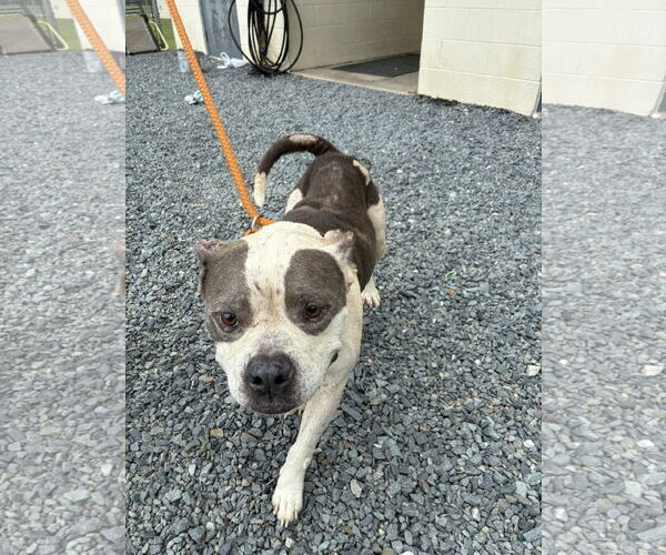 Medium Photo #2 American Pit Bull Terrier-Unknown Mix Puppy For Sale in Berlin, MD, USA