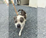 Small #1 American Pit Bull Terrier Mix