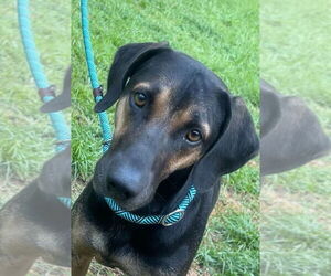 Montana - Female Black and Tan Coonhound-Labrador Retriever Mix Dog for Adoption - Photo #6