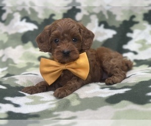 Cockapoo Puppy for sale in LAKELAND, FL, USA