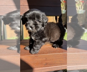 ShihPoo Puppy for sale in SAN JOSE, CA, USA