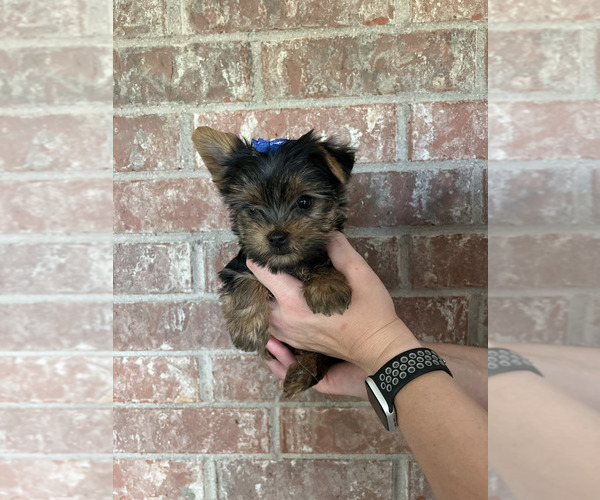 Medium Photo #1 Yorkshire Terrier Puppy For Sale in ALEDO, TX, USA