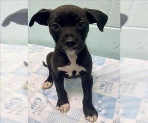 Rat Terrier-Unknown Mix Dogs for adoption in Tulsa, OK, USA