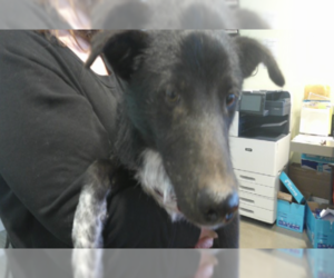 Border Collie Dogs for adoption in Pampa, TX, USA