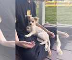 Small Chihuahua Mix