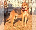 Small #1 Catahoula Leopard Dog Mix