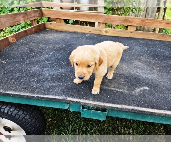 Medium Photo #6 Golden Retriever Puppy For Sale in LEON, KS, USA