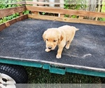 Small #5 Golden Retriever