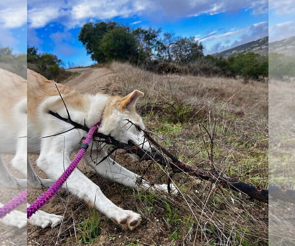 Medium Photo #3 Siberian Husky Puppy For Sale in Salinas, CA, USA