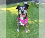 Small American Pit Bull Terrier