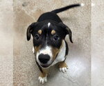 Small Photo #2 Border Collie Puppy For Sale in Salinas, CA, USA