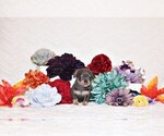 Small Photo #57 Chihuahua Puppy For Sale in CHARLESTON, AR, USA