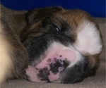 Small Photo #4 Boxer Puppy For Sale in LAMAR, MO, USA