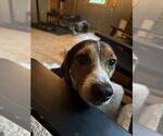 Small #2 Beagle Mix