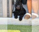 Small Photo #4 Goldendoodle Puppy For Sale in GIBSONTON, FL, USA