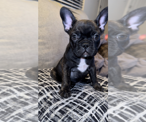 Full screen Photo #2 French Bulldog Puppy For Sale in BRYAN, TX, USA