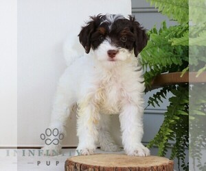 Bernedoodle (Miniature) Puppy for Sale in NARVON, Pennsylvania USA