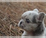 Small #2 French Bulldog
