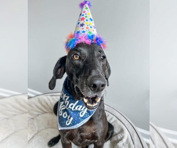 Medium Photo #22 Plott Hound-Weimaraner Mix Puppy For Sale in Rockaway, NJ, USA