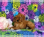 Small Photo #4 Cavalier King Charles Spaniel Puppy For Sale in QUARRYVILLE, PA, USA