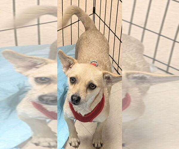 Medium Photo #2 Chihuahua-Unknown Mix Puppy For Sale in San Bernardino, CA, USA