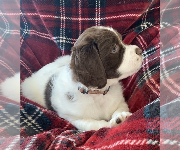 Medium Photo #5 Brittany Puppy For Sale in GRANVILLE, MA, USA