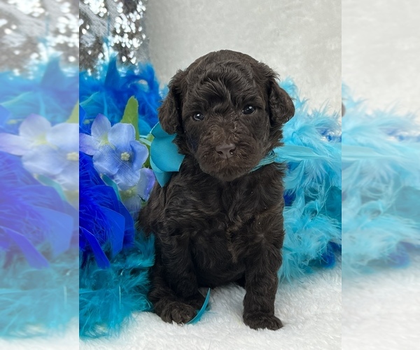 Medium Photo #1 Poodle (Miniature) Puppy For Sale in BULLARD, TX, USA