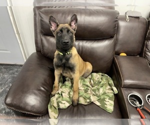 Belgian Malinois Puppy for sale in REESEVILLE, WI, USA