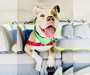 Mutt Dogs for adoption in Santa Barbara, CA, USA