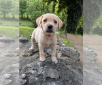 Small #1 Golden Retriever Mix