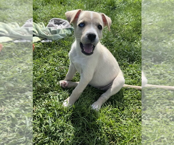 Medium Photo #1 Siberian Husky-Unknown Mix Puppy For Sale in Springdale, PA, USA