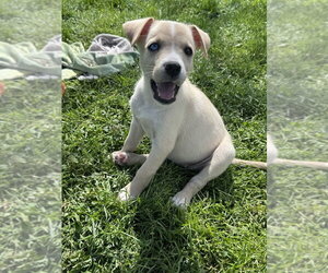 Siberian Husky-Unknown Mix Dogs for adoption in Springdale, PA, USA