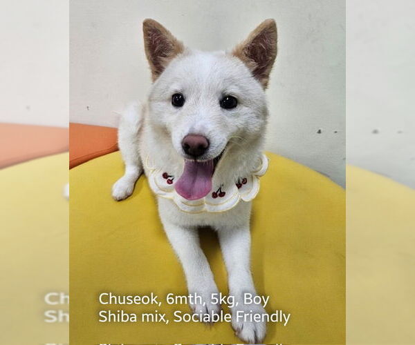 Medium Photo #2 Shiba Inu-Unknown Mix Puppy For Sale in Agoura Hills, CA, USA