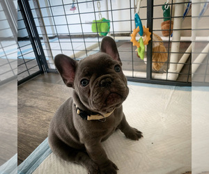 French Bulldog Puppy for sale in BAKERSFIELD, CA, USA