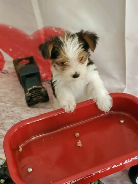 Medium Photo #15 Yorkshire Terrier Puppy For Sale in HUDDLESTON, VA, USA