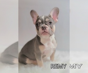 French Bulldog Puppy for sale in BAKERSFIELD, CA, USA