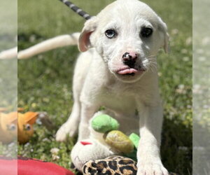 Great Pyrenees Dogs for adoption in Yardley, PA, USA