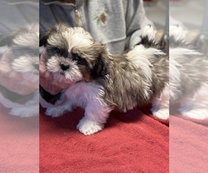 Shih Tzu Puppy for sale in CANONSBURG, PA, USA