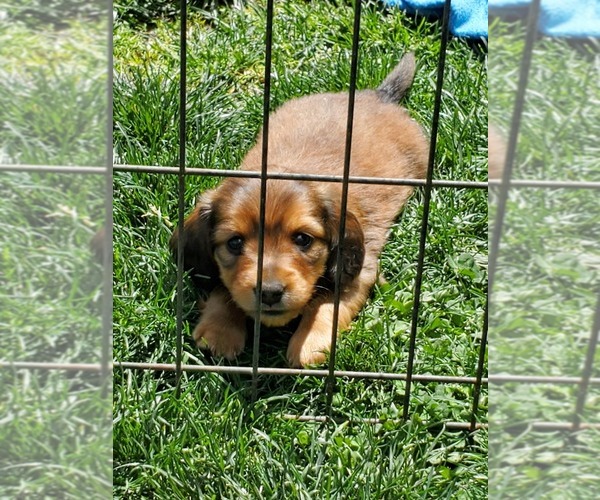 Medium Photo #2 Dachshund Puppy For Sale in CAMDEN, OH, USA