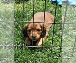 Small #1 Dachshund