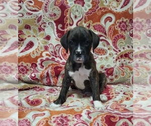 Boxer Puppy for sale in PALM BAY, FL, USA