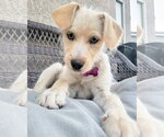 Small #5 Mutt