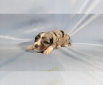 Small #4 Bernedoodle (Miniature)