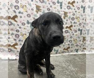 Holland Shepherd-Unknown Mix Dogs for adoption in Rosenberg, TX, USA