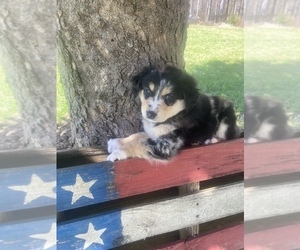 Australian Shepherd Puppy for sale in FARMVILLE, VA, USA