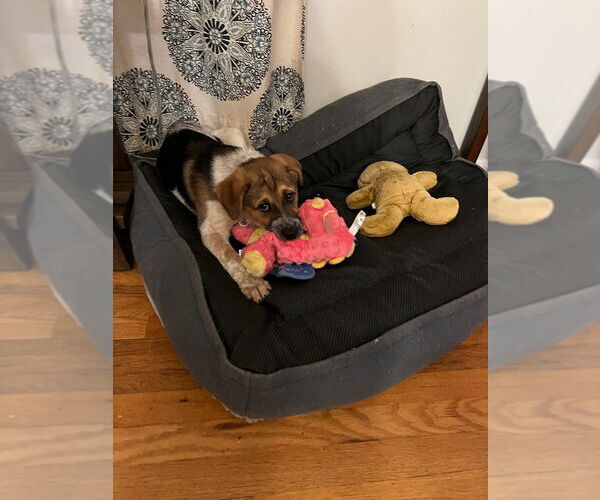 Medium Photo #2 Mutt Puppy For Sale in Candler, NC, USA