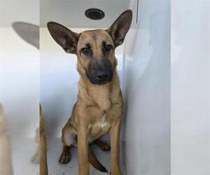 Black Mouth Cur-Unknown Mix Dogs for adoption in Houston, TX, USA